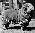 merino sheep - white sheep originating in Spain and producing a heavy fleece of exceptional quality