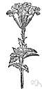 garlic mustard - European herb that smells like garlic