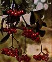 highbush cranberry - deciduous North American shrub or small tree having three-lobed leaves and red berries
