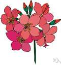 genus Jatropha - a mainly tropical genus of American plant belonging to the family Euphorbiaceae