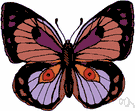 butterfly - diurnal insect typically having a slender body with knobbed antennae and broad colorful wings