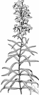 genus Linaria - genus of herbs and subshrubs having showy flowers: spurred snapdragon