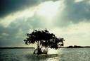 black mangrove - an Australian tree resembling the black mangrove of the West Indies and Florida