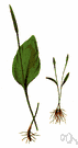 Ophioglossum - the type genus of the fern family Ophioglossaceae