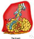acinous - pertaining to one of the small sacs (as in a compound gland)