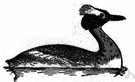 grebe - small compact-bodied almost completely aquatic bird that builds floating nests