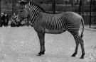 Equus grevyi - zebra with less continuous stripes