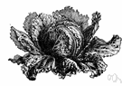 head lettuce - distinguished by leaves arranged in a dense rosette that develop into a compact ball