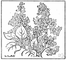thyrse - a dense flower cluster (as of the lilac or horse chestnut) in which the main axis is racemose and the branches are cymose