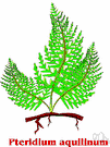 bracken - large coarse fern often several feet high