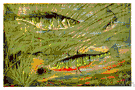 three-spined stickleback - of rivers and coastal regions