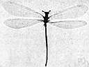antlion - winged insect resembling a dragonfly