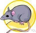 black rat - common household pest originally from Asia that has spread worldwide