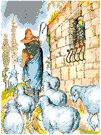 sheepman - a herder of sheep (on an open range)