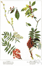 Benjamin bush - deciduous shrub of the eastern United States having highly aromatic leaves and bark and yellow flowers followed by scarlet or yellow berries