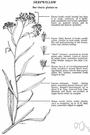 Baccharis halimifolia - a shrub of salt marshes of eastern and south central North America and West Indies