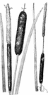 narrow-leaf cattail - reed maces of America, Europe, North Africa, Asia
