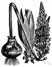 squill - bulb of the sea squill, which is sliced, dried, and used as an expectorant