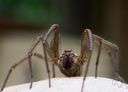 wolf spider - ground spider that hunts its prey instead of using a web