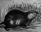 European lemming - notable for mass migrations even into the sea where many drown