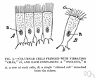 Columnar cell - definition of columnar cell by The Free Dictionary