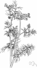 dill - aromatic Old World herb having aromatic threadlike foliage and seeds used as seasoning