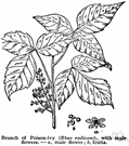 rhus - deciduous or evergreen shrubs and shrubby trees of temperate and subtropical North America, South Africa, eastern Asia and northeastern Australia