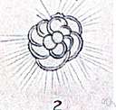 autogeny - a hypothetical organic phenomenon by which living organisms are created from nonliving matter
