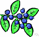 Freshly picked blueberry - definition of Freshly picked blueberry
