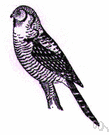 Surnia ulula - grey-and-white diurnal hawk-like owl of northern parts of the northern hemisphere