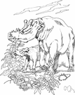 genus Uintatherium - type genus of the Uintatheriidae