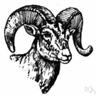 Rocky Mountain bighorn - wild sheep of mountainous regions of western North America having massive curled horns