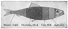 red herring - a dried and smoked herring having a reddish color