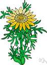 mirasol - annual sunflower grown for silage and for its seeds which are a source of oil