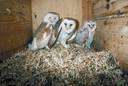 barn owl - mottled buff and white owl often inhabiting barns and other structures