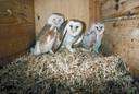 Tyto alba - mottled buff and white owl often inhabiting barns and other structures