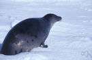 phoca - type genus of the Phocidae: earless seals