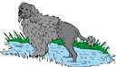 water dog - a dog accustomed to water and usually trained to retrieve waterfowl