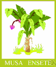 Ensete ventricosum - large evergreen arborescent herb having huge paddle-shaped leaves and bearing inedible fruit that resemble bananas but edible young flower shoots