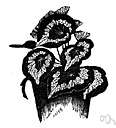 beefsteak geranium - any of numerous usually rhizomatous hybrid begonias derived from an East Indian plant having rough-textured leaves patterned in silver and bronze and purple and red-brown with inconspicuous flowers