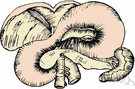 lien - a large dark-red oval organ on the left side of the body between the stomach and the diaphragm