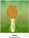 bell morel - a morel whose fertile portion resembles a bell and is attached to the stipe only at the top