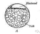 blastospheric - of or relating to a blastula