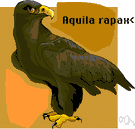 Aquila rapax - brownish eagle of Africa and parts of Asia