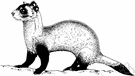 ferret - musteline mammal of prairie regions of United States