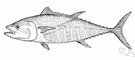 horse mackerel - largest tuna
