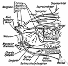 tic douloureux - intense paroxysmal neuralgia along the trigeminal nerve