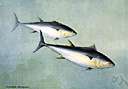 albacore - large pelagic tuna the source of most canned tuna