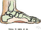 metatarsal - any bone of the foot between the ankle and the toes
