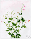 Fumaria sempervirens - glaucous herb of northeastern United States and Canada having loose racemes of yellow-tipped pink flowers